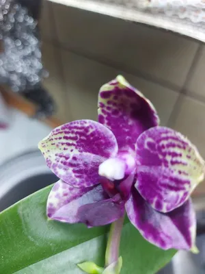 Видео Орхидея Cattleya Yuan Dung Sweet Dragon Fruit | Gusev Orchids