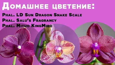 Орхидея фаленопсис двуствольная сиреневая | доставка по Москве и области