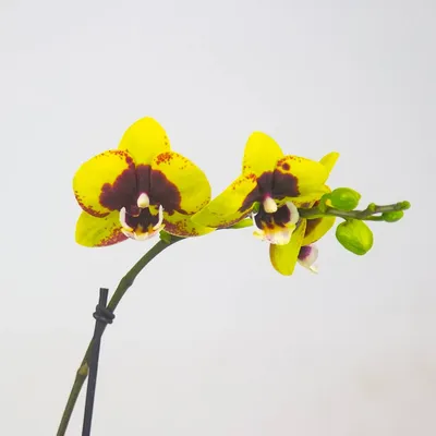 Орхидея Phal. (Haur Jin Princess × Dragon Tree Gold) 01 - купить, доставка  Украина