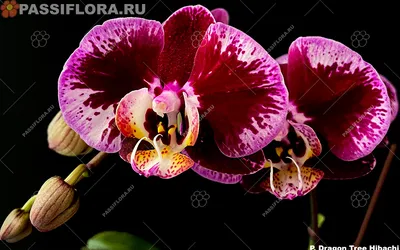 Орхидея Phal. LD Sun Dragon - купить, доставка Украина