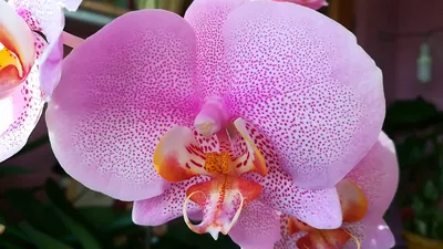 Орхидеи розовый дракон и Манхэттен: как отличить? - YouTube