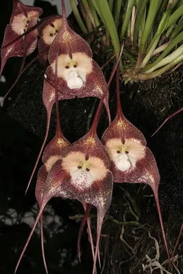 Орхидея дракула фото фотографии