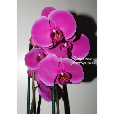 Орхидея джевел фото фотографии