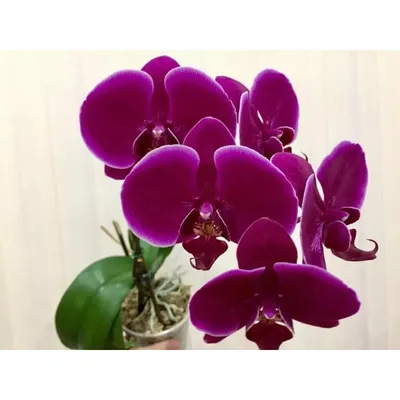 Орхидея Phal. Emperor Jewel - купить, доставка Украина