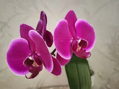 Орхидея Phalaenopsis Emperor Jewel