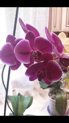 Орхидея Phalaenopsis Emperor Jewel