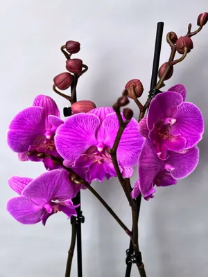 Орхидея Фаленопсис Колибри Желто-Розовая 2 ствола (Phalaenopsis Kolibri)