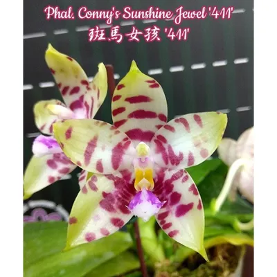 Орхидея Phal. Yins Green Jewel 899 - купить, доставка Украина