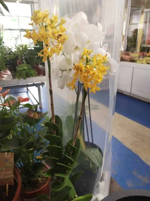 Орхидея эпидендрум купить в интернет-магазине
