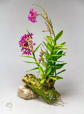 Orchidea Info - Орхидеи-инфо