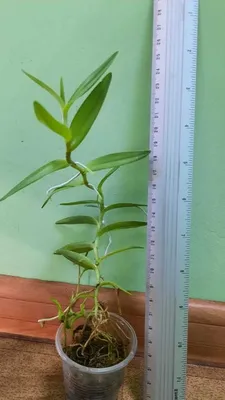 Epidendrum Hybr - Florariumplants