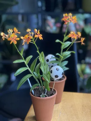 Орхидея Эпидендрум ибагуйский (Epidendrum ibaguense) Epidendrum Red: 120  грн. - Комнатные растения Запорожье на Olx