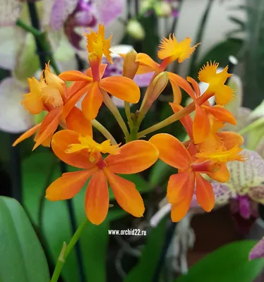 Орхидея Epidendrum Radicans Vigor