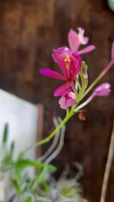 Орхидея Epidendrum вид орхидеи Стоковое Фото - изображение насчитывающей  лепесток, средства: 51396090