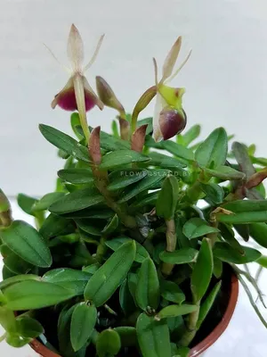 Орхидея Эпидендрум в интернет магазине Украфлора