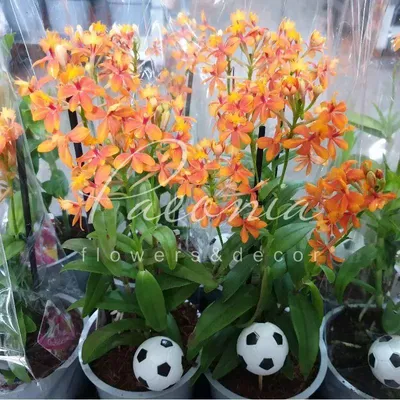 Орхидея Эпидендрум 🌼 купить в Москве недорого с доставкой - GoodFlora
