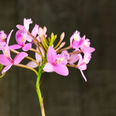 Орхидея Эпидендрум 9х30 см купить недорого в интернет-магазине товаров для  сада Бауцентр