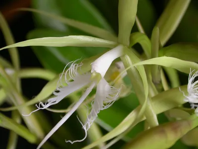 Цветочный Дворъ - Орхидея Эпидендрум ( Epidendrum ibaguense ) Температурный  режим В летние месяцы оптимальное значение температуры от +20С до +25С.  Зимой допустимо снижение температуры не больше чем на 5 градусов.  Специалисты