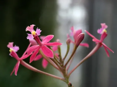 Epidendrum radicans - Некоммерческая ассоциация любителей орхидей