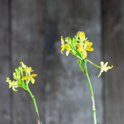 Epidendrum (Nanodes) Porpax S - Florariumplants