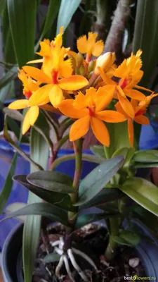 Орхидея эпидендрум купить в Москве
