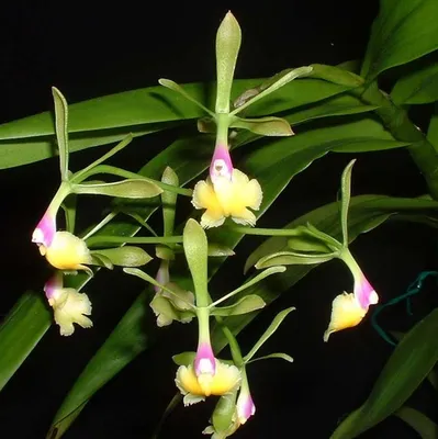 Купить Эпидендрум (орхидея) 12*30 микс оптом | Paeonia