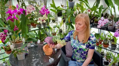 Орхидея эпидендрум купить в Москве