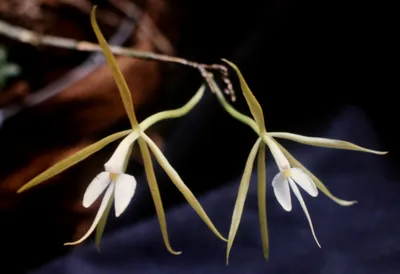 Орхидеи Тростниковые Эпидендрумы [Epidendrum L. 1763] посадка и уход,  описание, фото