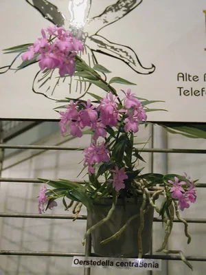 Купить орхидея Эпидендрум Порпакс на коре МОСКВА от 4100 рублей, доставка