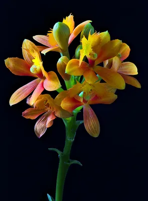 Orquídea. Coilostylis ciliaris, Epidendrum ciliare. | Орхидеи, Эпифиты,  Орхидея