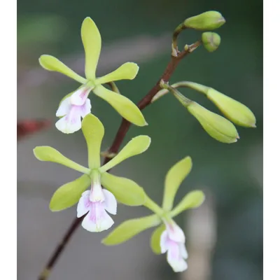 7 самых оригинальных комнатных орхидей. Список названий с фото — Страница 6  из 8 — Ботаничка