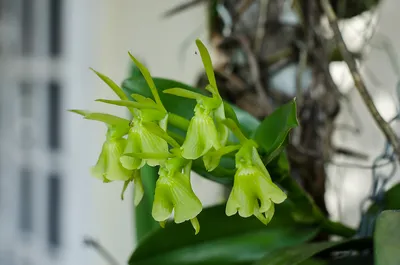 Уход за орхидеей Epidendrum ibaguense