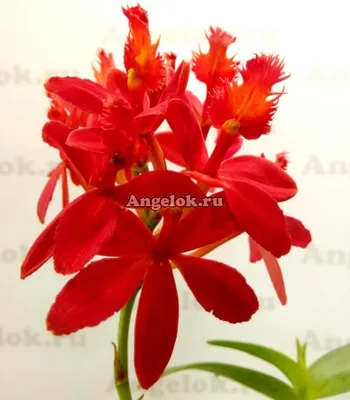 Epidendrum porpax | Passiflora.ru - Сервис коллективных заказов