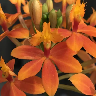 Эпидендрум орхидея (40 фото) - 40 фото
