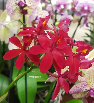 Видео Орхидея Epidendrum medusae: посадка и особенности ухода | Gusev  Orchids