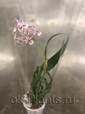 Музей Орхидей | Orchids Museum on Instagram: “Orchid Epidendrum lancifolium  from our museum. 💚 Epidendrum flowers are very diverse in shape,… |  Orchideen, Pflanzen
