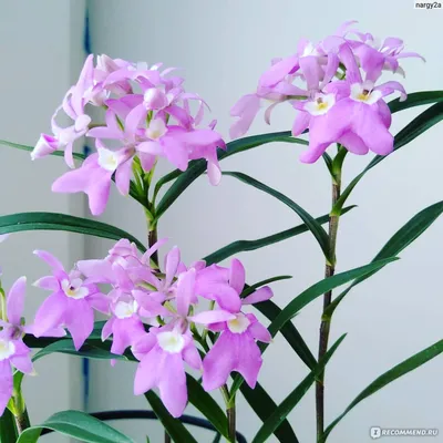 Эпидендрум (Epidendrum) | Страница 3