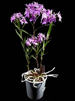 Орхидея Epidendrum Radicans Red (отцвел)