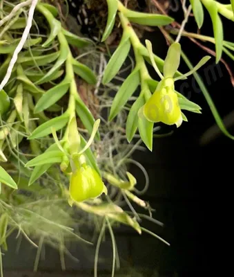 Green orchid (Epidendrum amparoanum) | Now you see me, now you don't, oh  how well you dis | Flickr