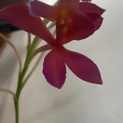 Эпидендрум укореняющийся красный (Epidendrum radicans red) Каталог орхидей  - фаленопсисов, каттлей, ванд, дендробиумов со всего мира от интернет  магазина Ангелок