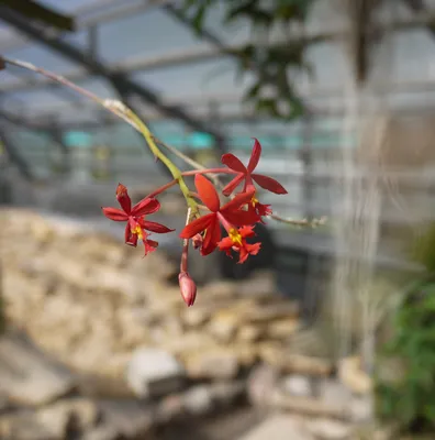 Фиолетовый цветок орхидеи epidendrum в саду | Премиум Фото