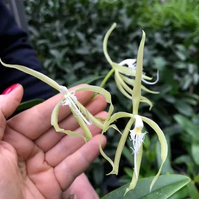 Орхидея Эпидендрум – купить в Краснодаре, цена 700 руб., продано 18 октября  2020 – Растения и семена