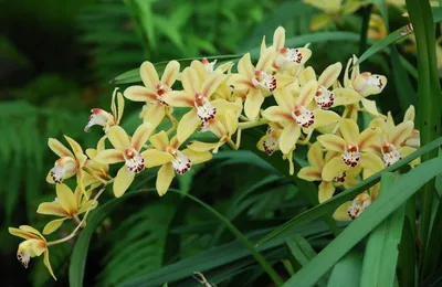 Эпидендрум: размножение и уход в домашних условиях, какие есть сорта и их  фото, выращивание орхидеи
