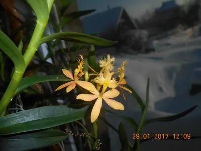 Купить орхидея Эпидендрум Порпакс на коре МОСКВА от 4100 рублей, доставка