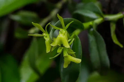 Саженцы Орхидей Эпидендрум готовы. 70 шек. | Instagram