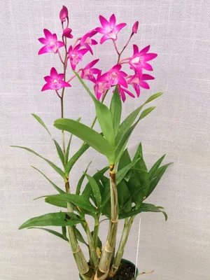 Эпидендрум порпакс (Epidendrum porpax) орхидея - FlowersLand.by - Минск