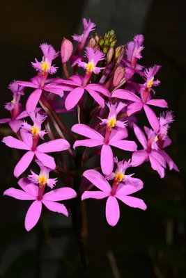 Орхидея Эпидендрум в интернет магазине Украфлора