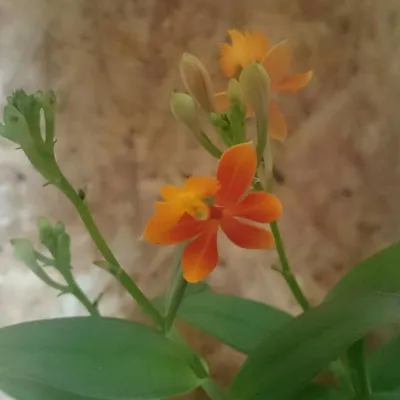 Орхидея Эпиденрум, Epidendrum - «Эпиденрум - необычная миниатюрная орхидея  с достаточно простым уходом ❀» | отзывы