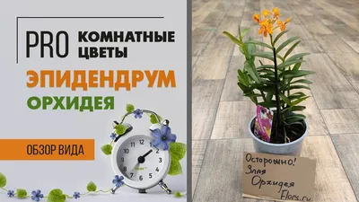 Epidendrum Unique Sakuro | Epidendrum | Epidendrum | Цветущие комнатные  орхидеи | Цветущие комнатные растения | Комнатные растения | All products |  OZ Planten