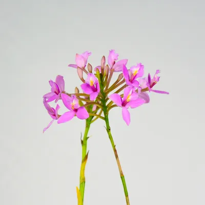 Эпидендрум укореняющийся (Epidendrum radicans) Тайвань Каталог орхидей -  фаленопсисов, каттлей, ванд, дендробиумов со всего мира от интернет  магазина Ангелок